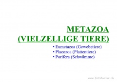 Metazoa (Vielzellige Tiere)